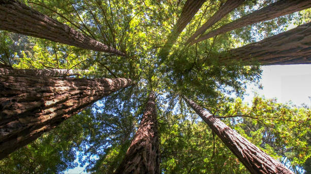 How Our Tree Care Process Works  in  Sangaree, SC